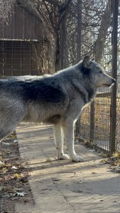 Wolf pups (high content)