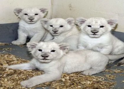 White Tiger Cubs For Sale