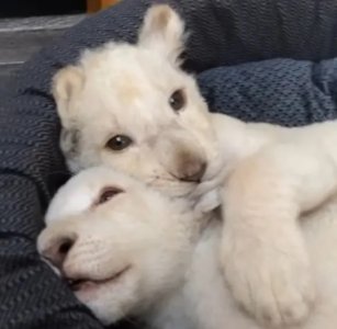 White Tiger Cubs For Sale
