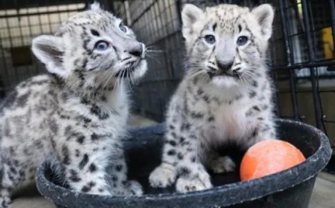 Leopard Cub For Sale